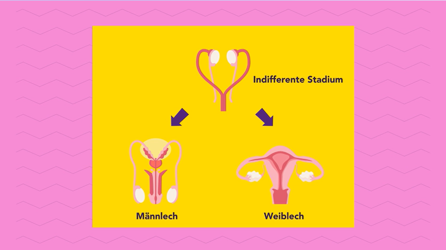 Intergeschlechtlichkeit: Wie viele biologische Geschlechter gibt es?